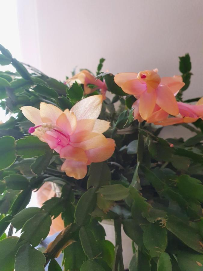 קנין Apartman Noa מראה חיצוני תמונה
