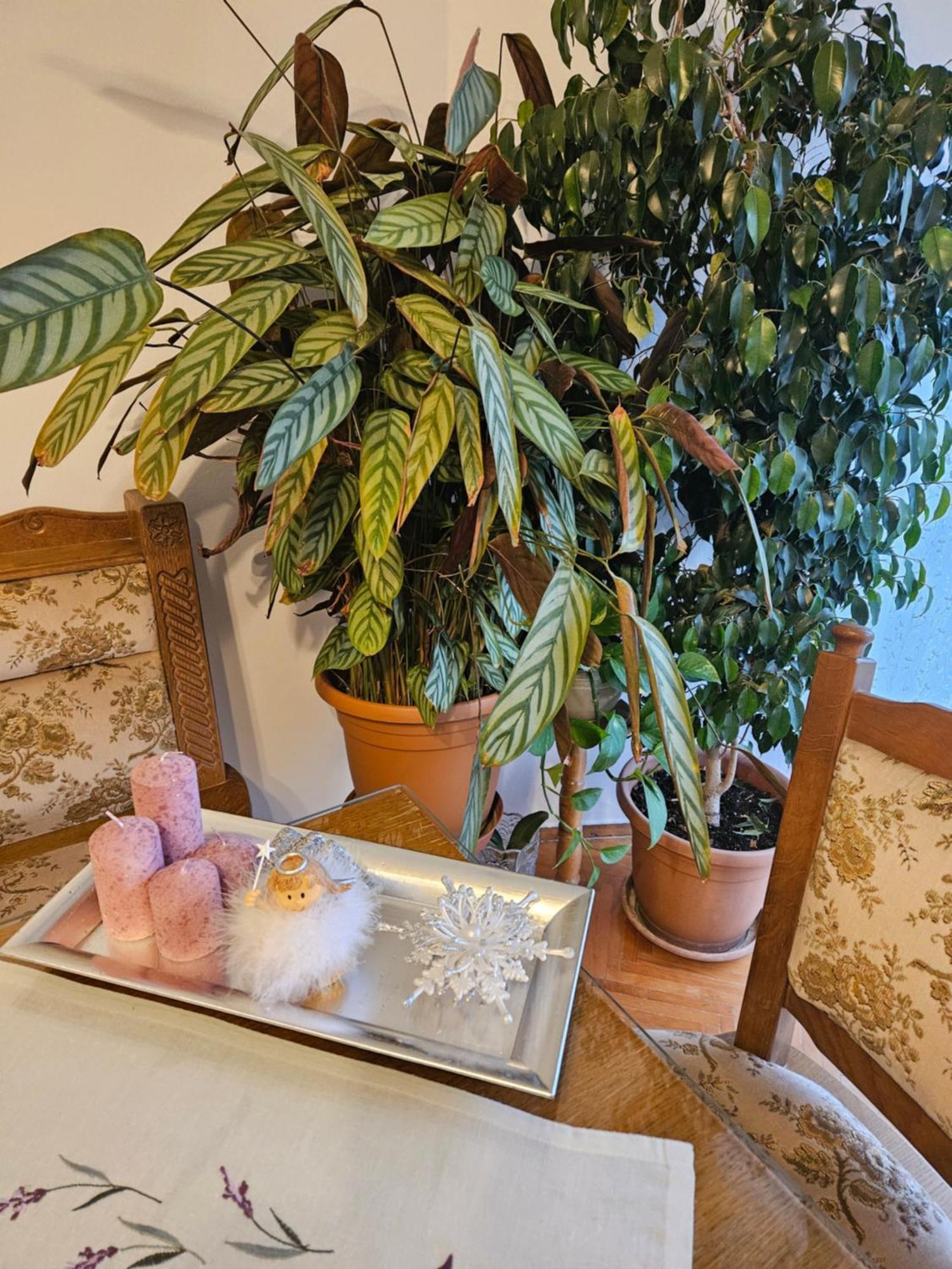קנין Apartman Noa מראה חיצוני תמונה